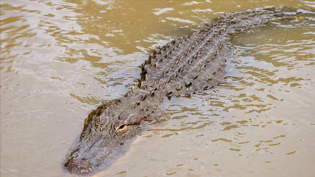 大白鲨咬合力真的只有400公斤吗,十大咬合力最强动物巨齿鲨