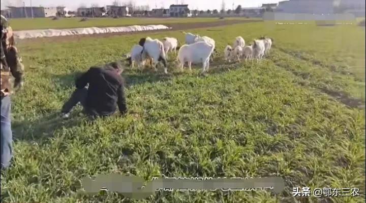 牛啃小麦苗对小麦产量有影响吗,防止羊啃小麦苗的长期方法