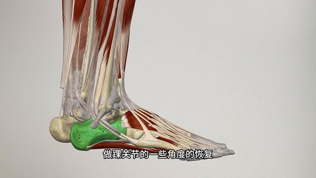 脚踝扭伤无结构损伤需要休息多久,脚踝扭伤恢复后很容易再次受伤