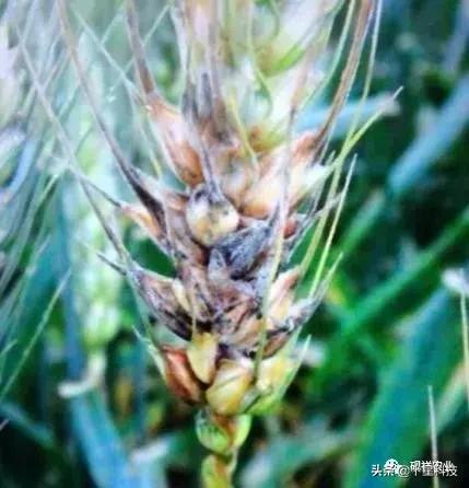 2023抗病高产小麦品种,河南抗倒伏高产小麦品种