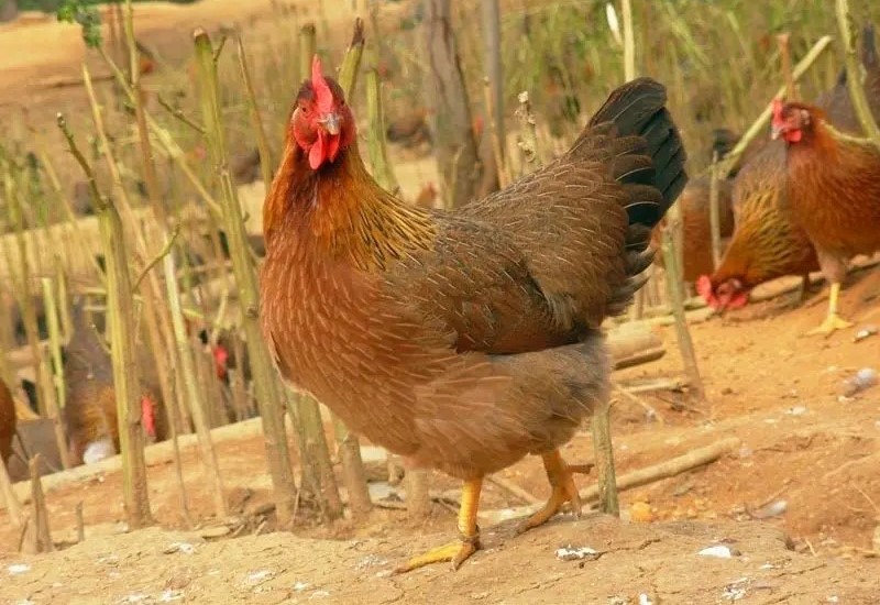 “母鸡学公鸡叫，不是好预兆”，老人的说法可信吗？科学解答