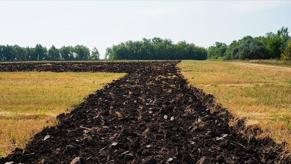 俄国小麦一般亩产多少,俄罗斯小麦多吗