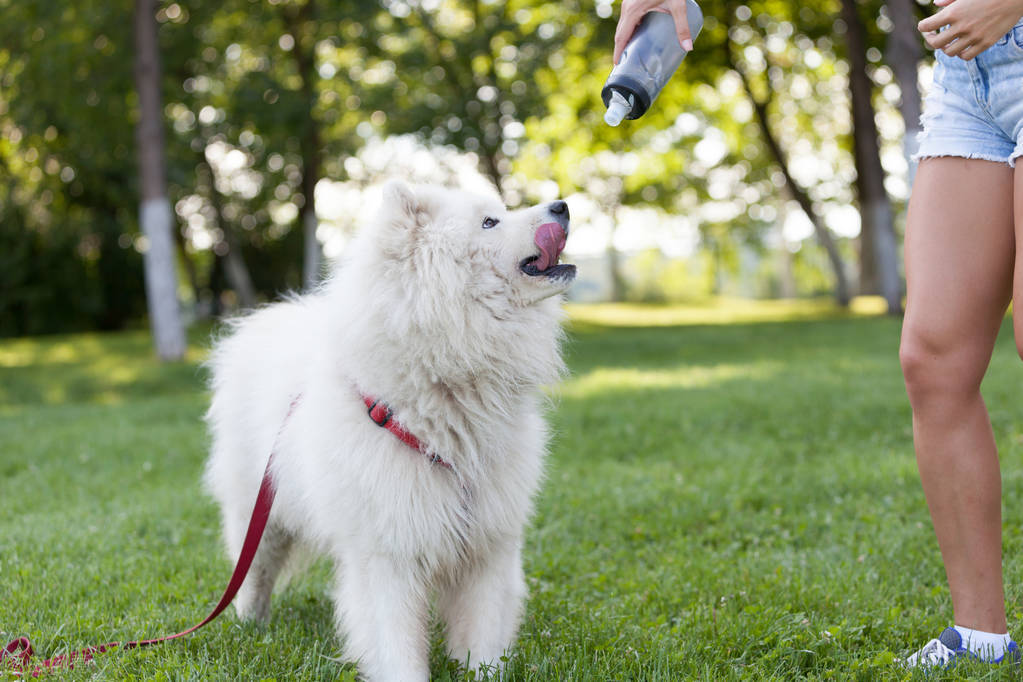 狗偷喝主人的酒会怎么样,狗狗偷喝主人的酒第二天也没醒来