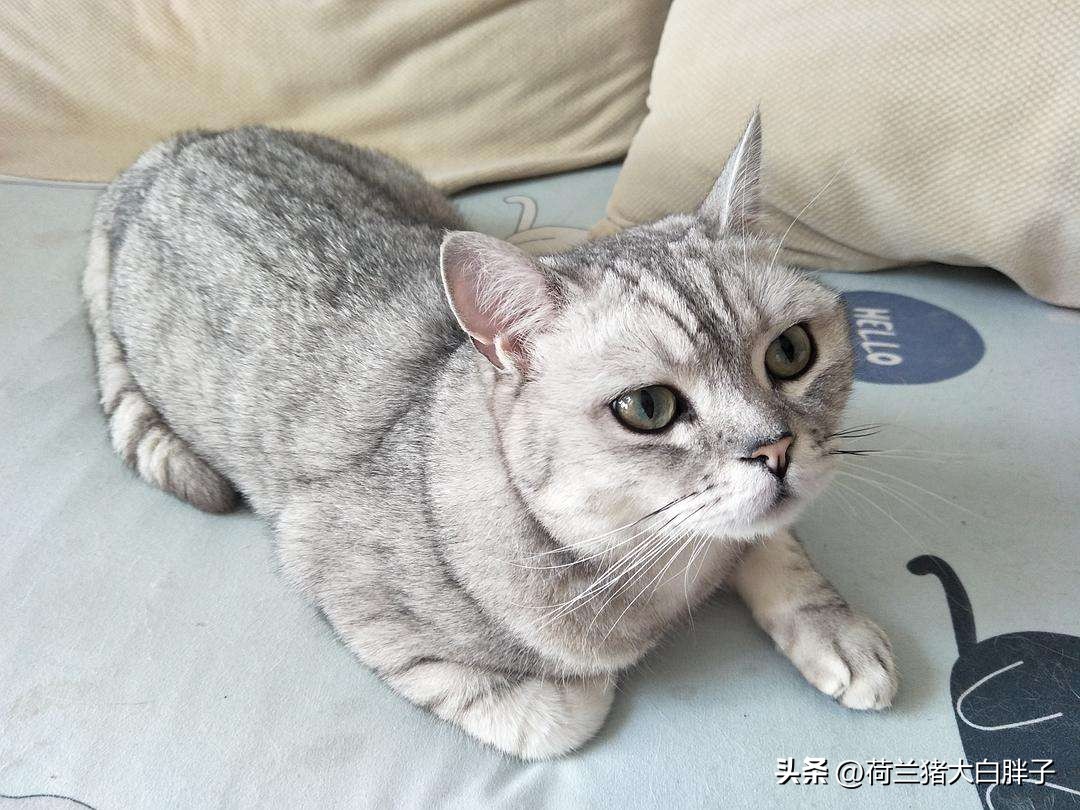 航空托运猫咪,大连猫咪航空托运