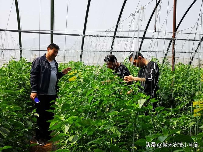 作物发生药害后的缓解方法,生长调节剂产生的药害