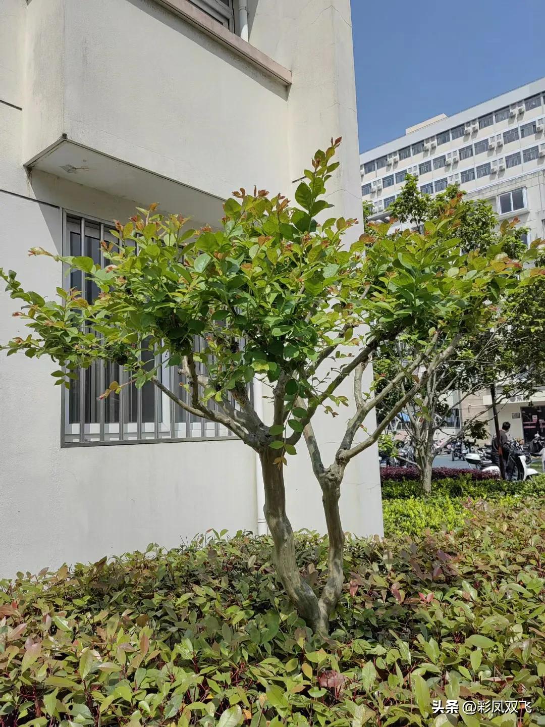 紫薇树图片,紫薇星