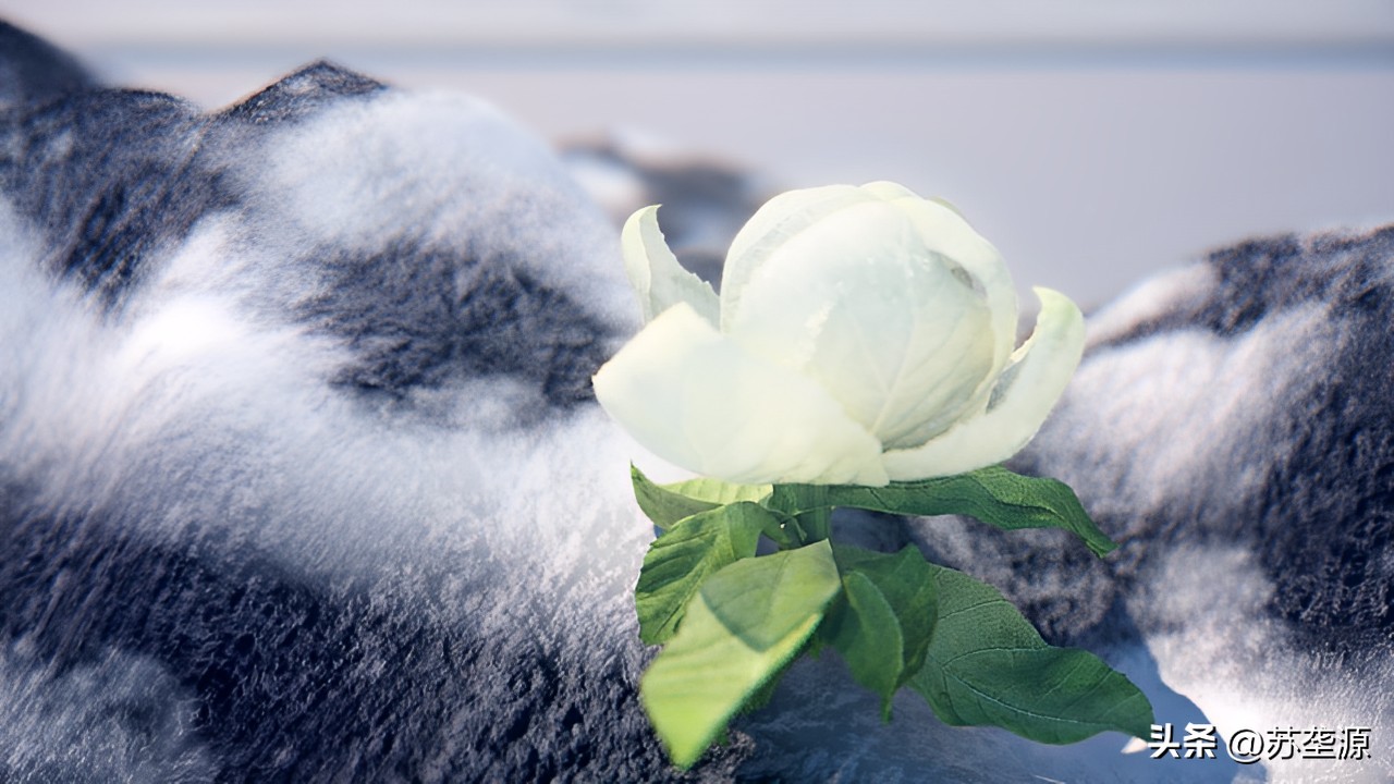 识花认草知树木,天山雪莲花的辨识方法