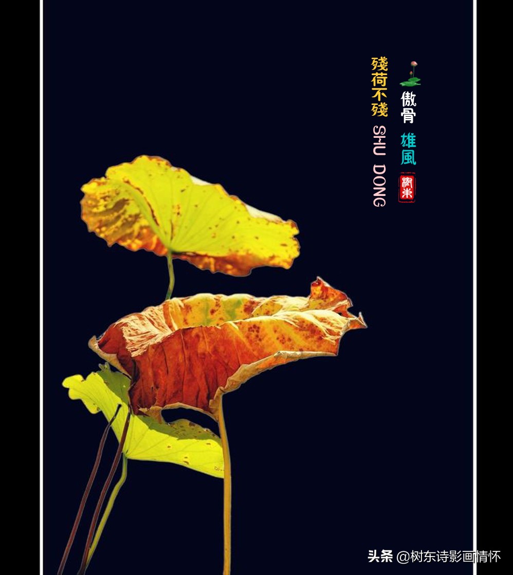 荷花美出淤泥而不染,这才是真正的荷花出淤泥而不染