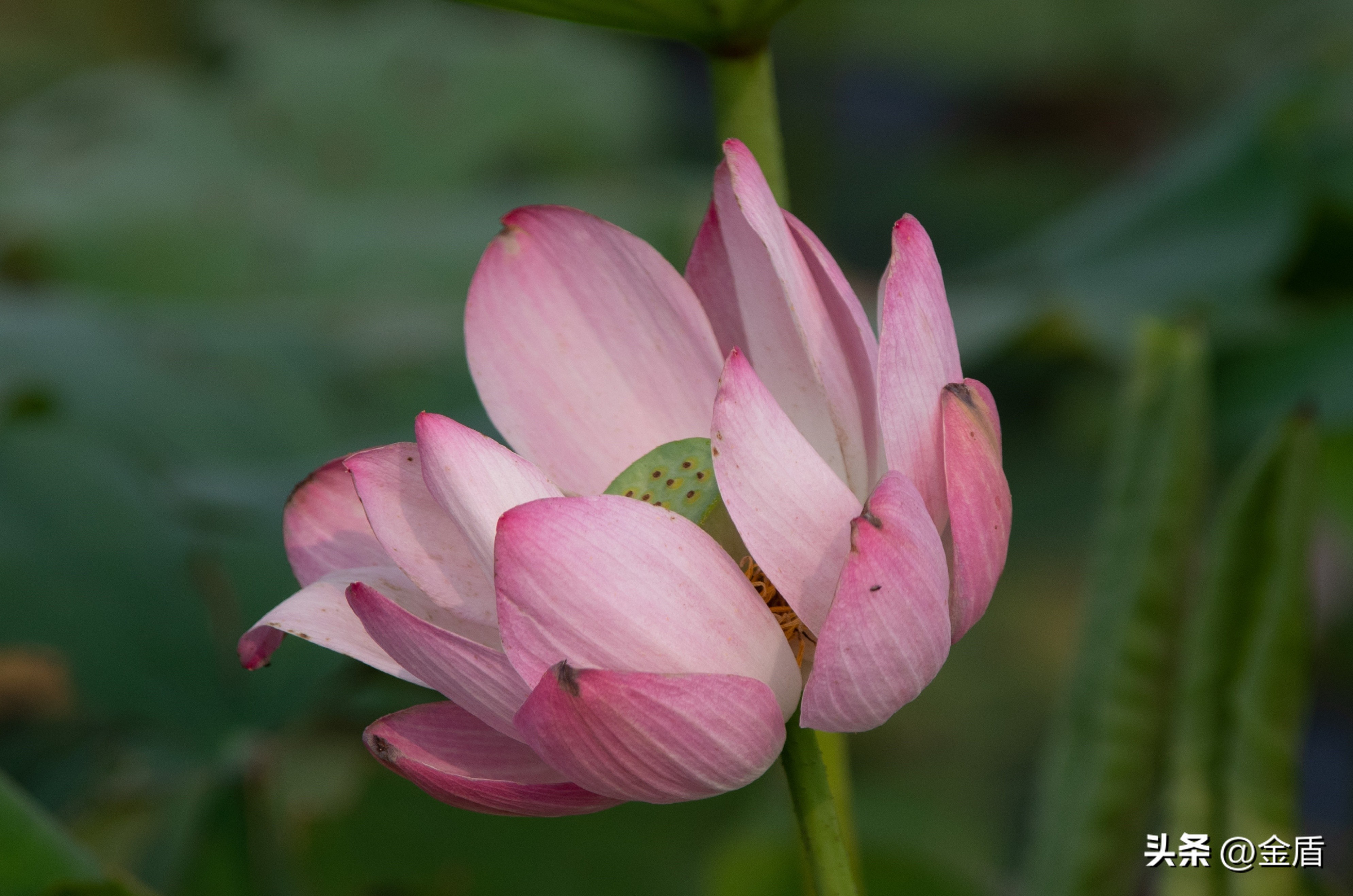 纯洁无瑕的荷花,荷花象征着纯洁无瑕