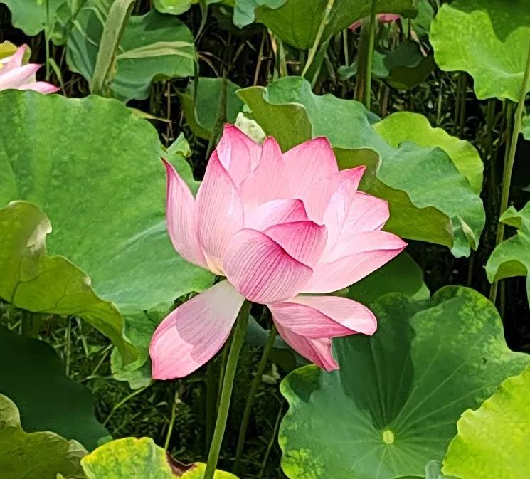 村超足球最强名场面,村超足球气氛