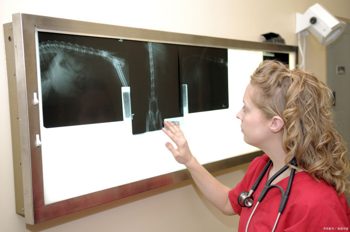 猫咪常见肿瘤有哪些？怎么治疗？