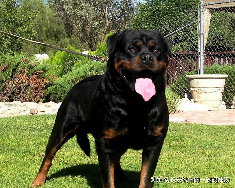 世界名犬排名前100图巴哥犬,世界名犬约克夏价格