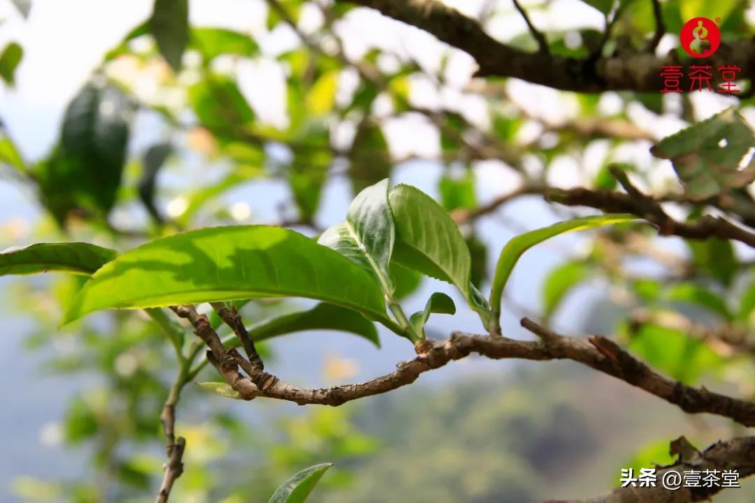 云南茶叶种类名优茶,云南四大茶区特点及茶类