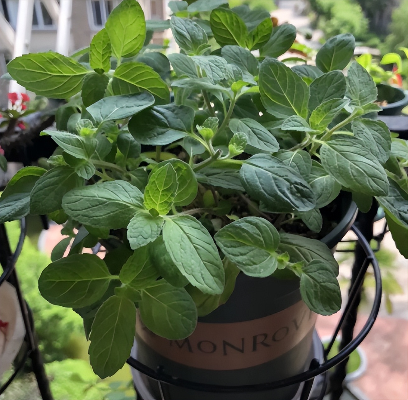 发现有1种香料，蚊子超讨厌，厨房里养2盆，养眼又提神