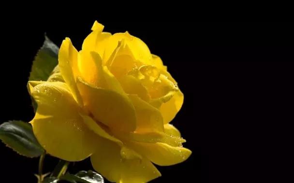 玫瑰花花语,玫瑰花花语列表