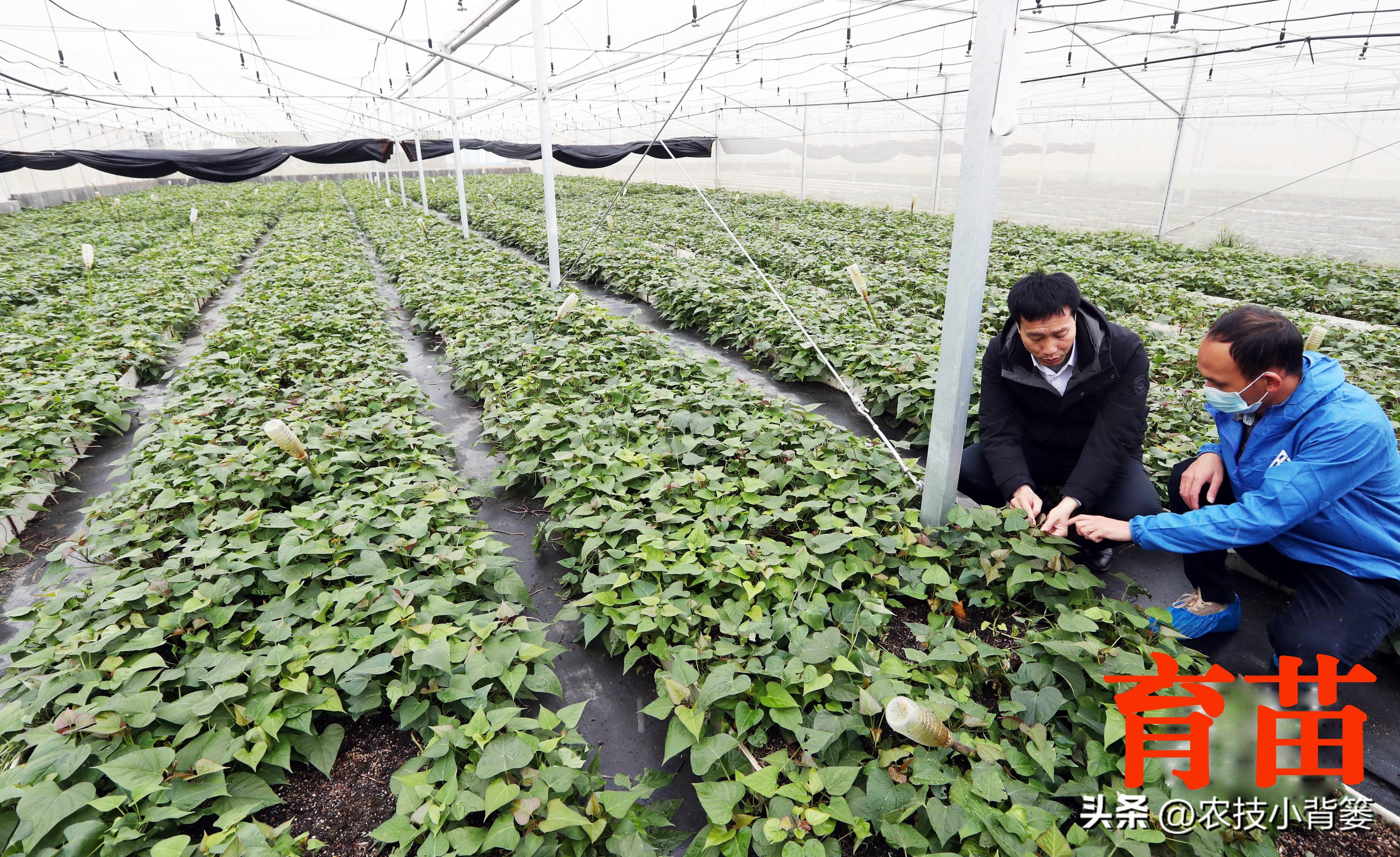 红薯栽培是斜插好还是平栽产量高,红薯藤育苗视频