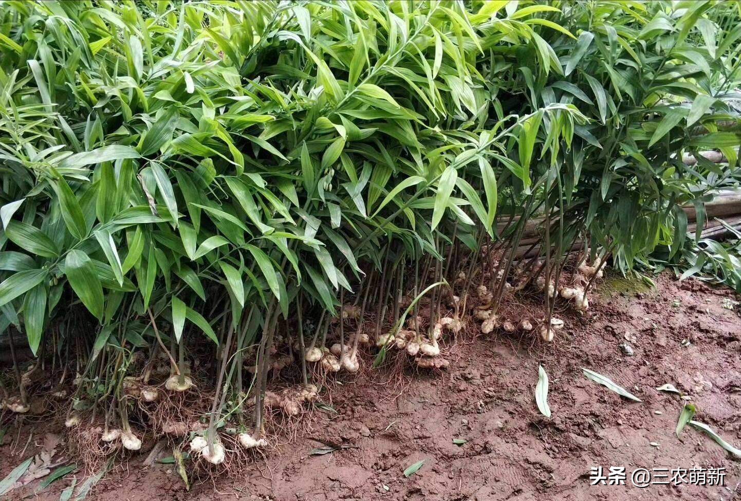 野生鸡头参采挖,鸡头参能不能经常挖