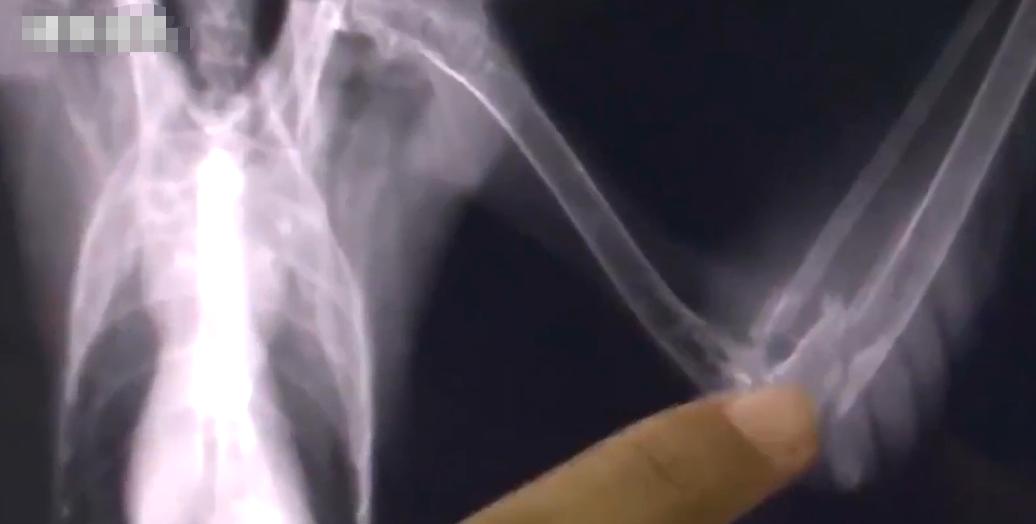 河南男子捡到只怪鸟，想要放生，专家看完后：价值600万