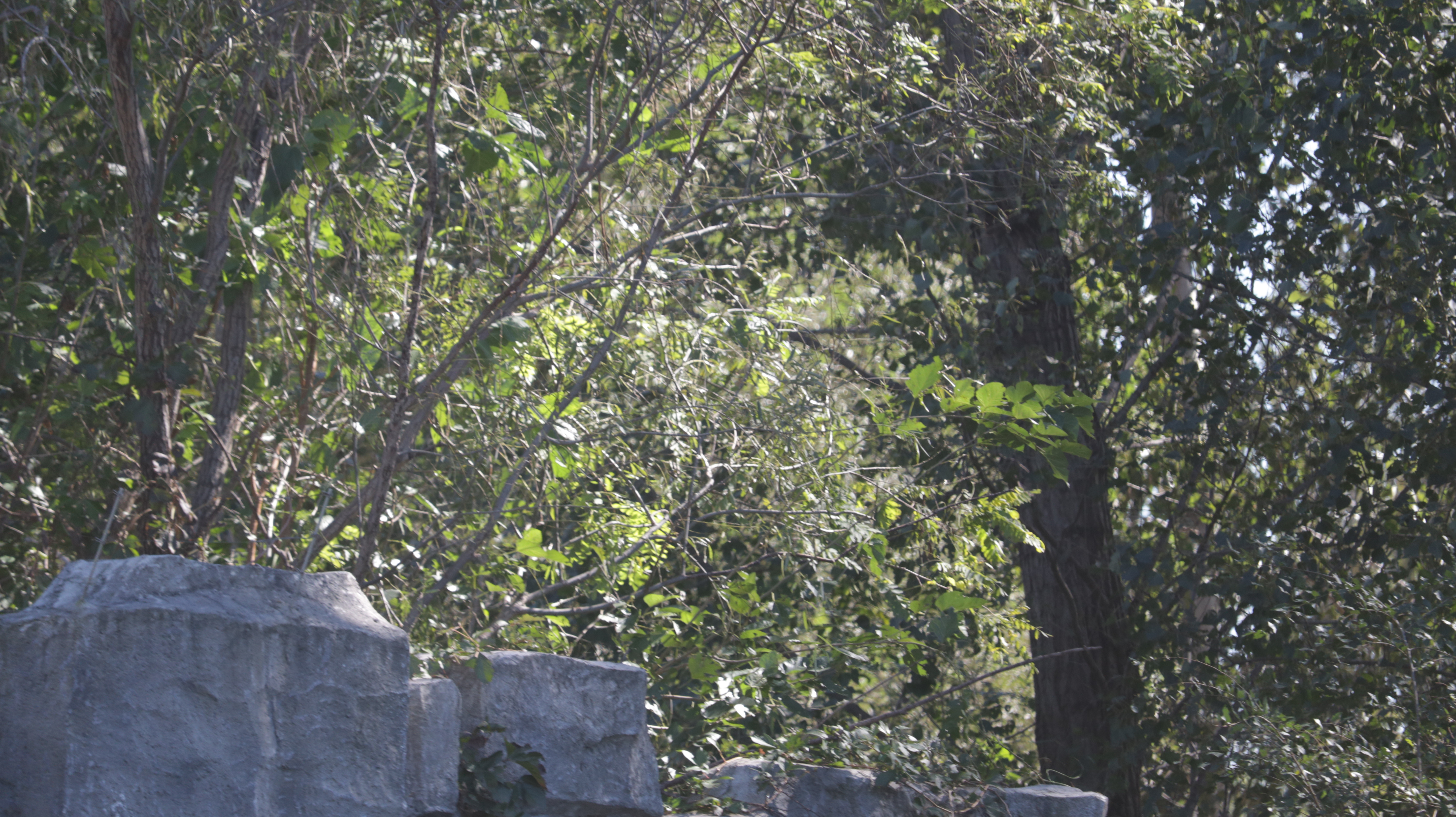 光发心语（F1-F85）：大师之道咏诵「2022年10月5日」#Friendship