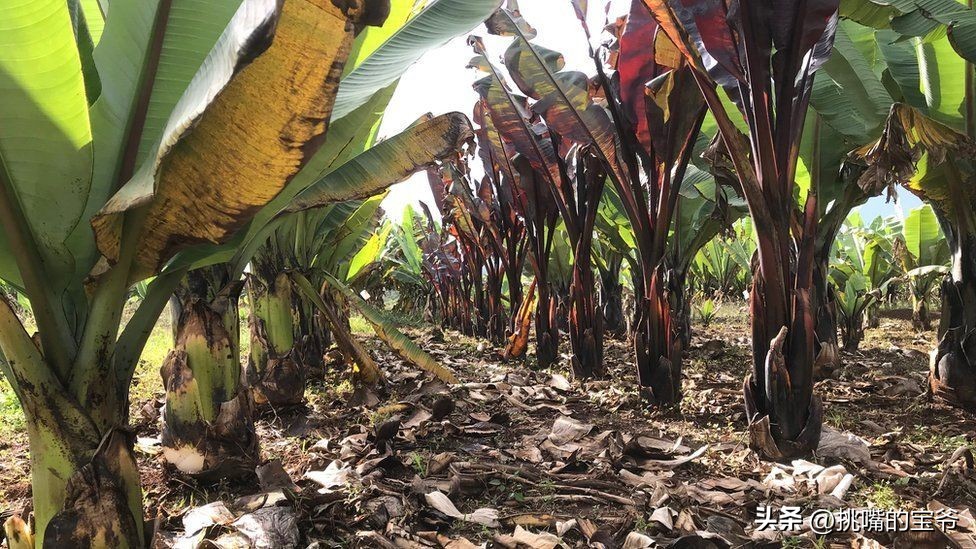 建国首日就与我国建交的非洲穷国，8种罕见水果，你见过几种