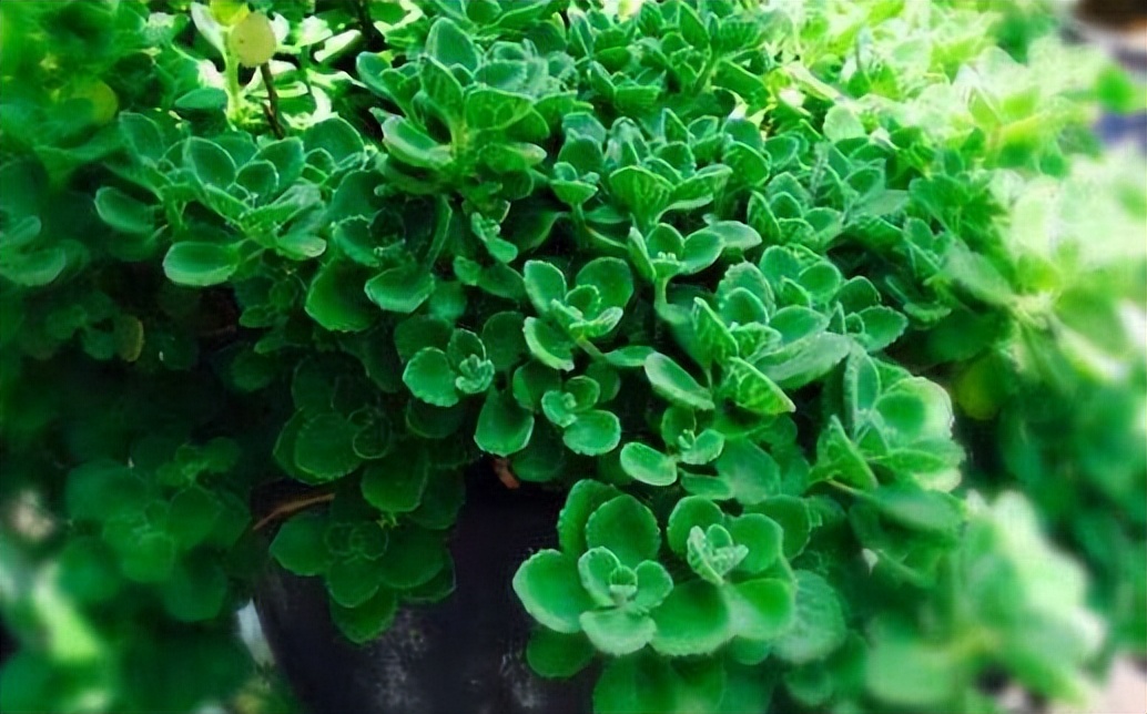 养花有小蚊虫用什么办法可以消灭,家里养花驱蚊虫小妙招