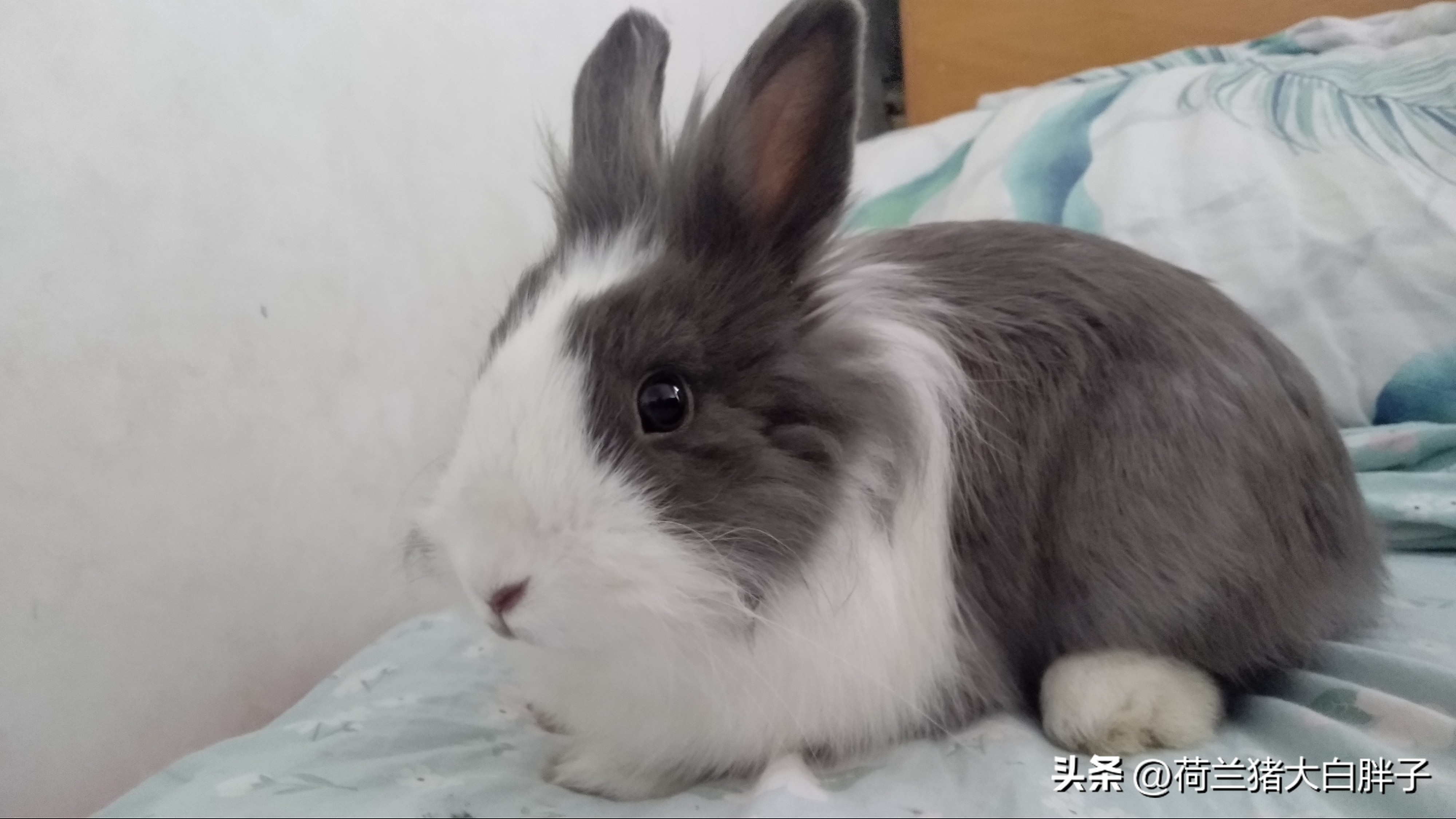 饲养宠物兔要注意哪些问题,饲养宠物兔的条件