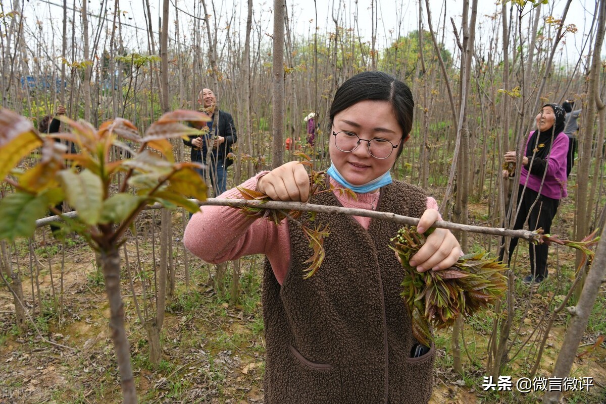 春暖花开香椿吃法,又到了一年一季吃香椿的季节