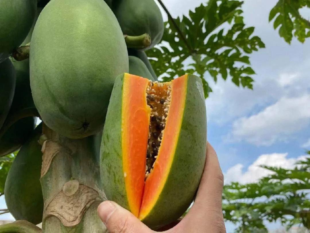 共享黄肉甜蜜——海南黄肉木瓜种植前景、技巧与收益分析