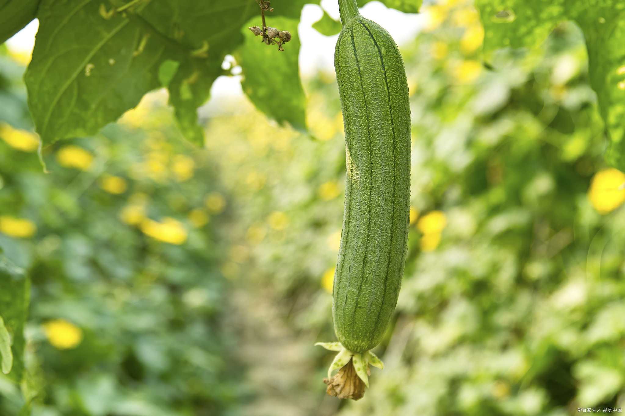 5月种菜好吃又营养,冷门又好吃的10种菜