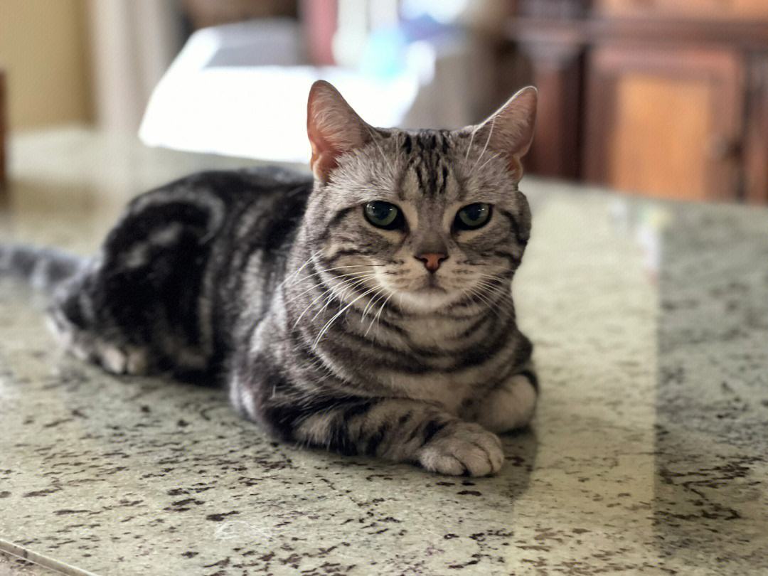 最值得推荐养的几种猫,中华田园猫12个品种图哪个最好养