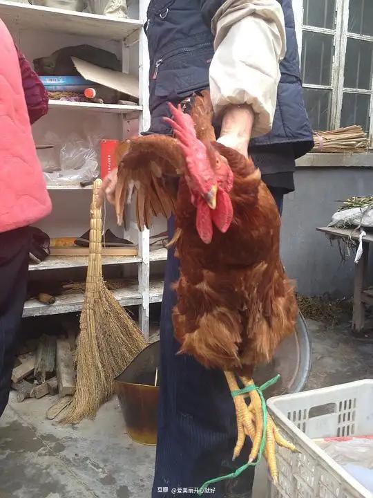 仡佬族婚俗动画,仡佬族婚俗歌