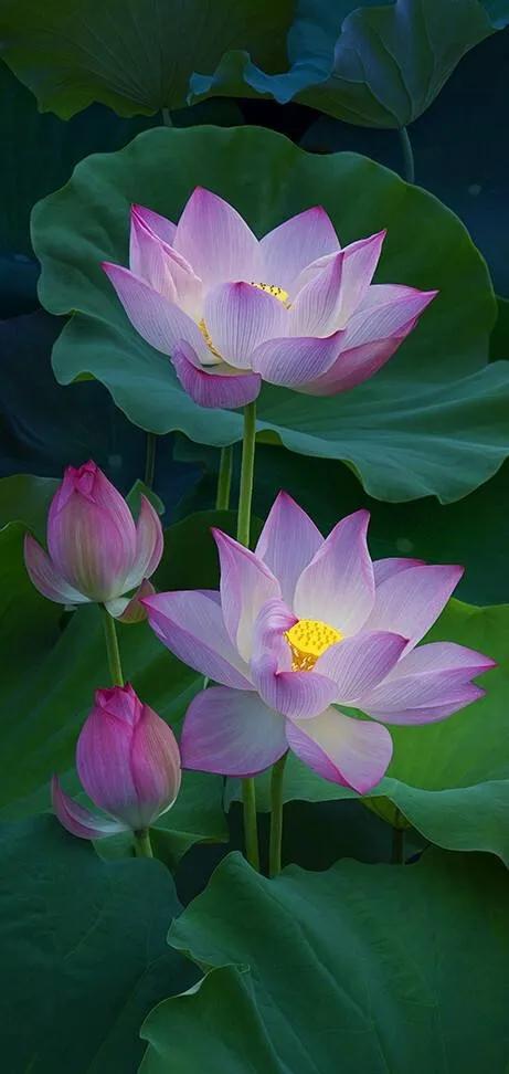 漂亮美丽的荷花壁纸,雨中荷花壁纸荣盛城