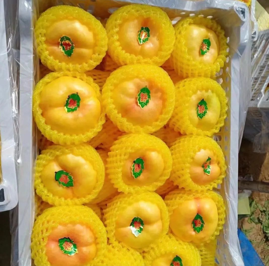 晚熟桃子多少钱一斤,含糖高的桃子品种的价格