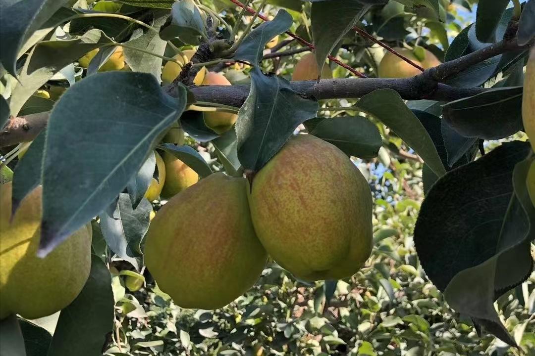 价格走高，梨果“涨声一片”，库尔勒香梨凭什么卖4元/斤的高价？