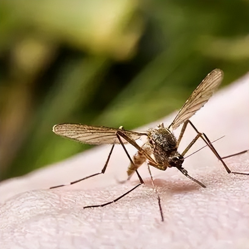 夏天家里蚊虫多教你一招不用蚊香,怎么驱蚊虫室内没有蚊香