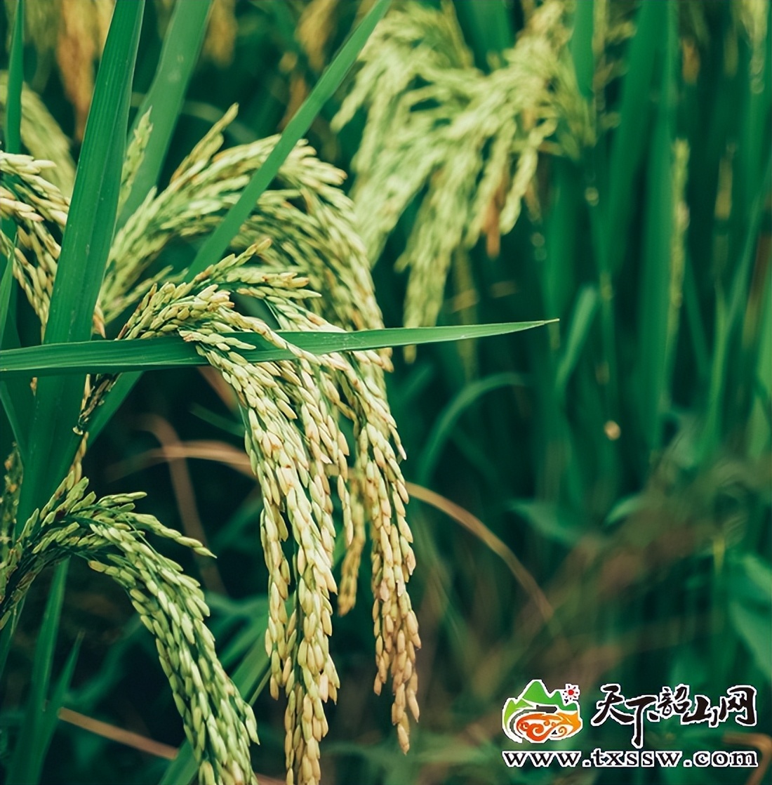 韶山平里村驻村工作队,湖南韶山乡村振兴