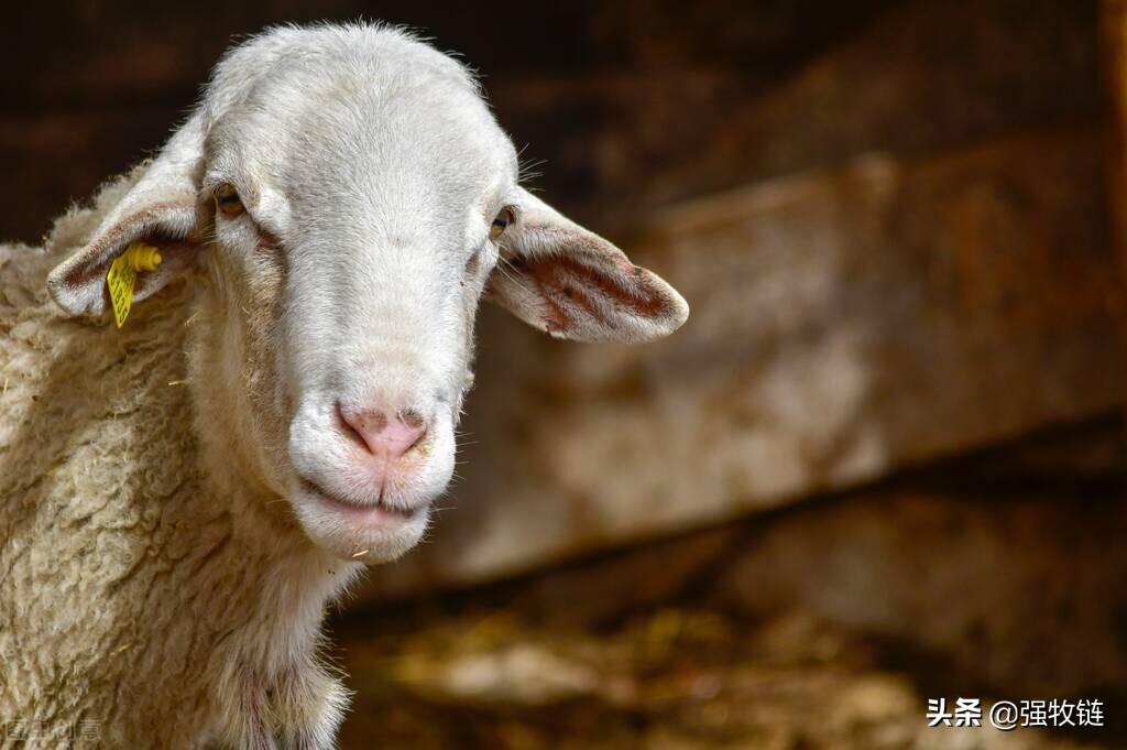 羊什么疾病突然发病死亡怎么预防,羊产前瘫痪怎么办