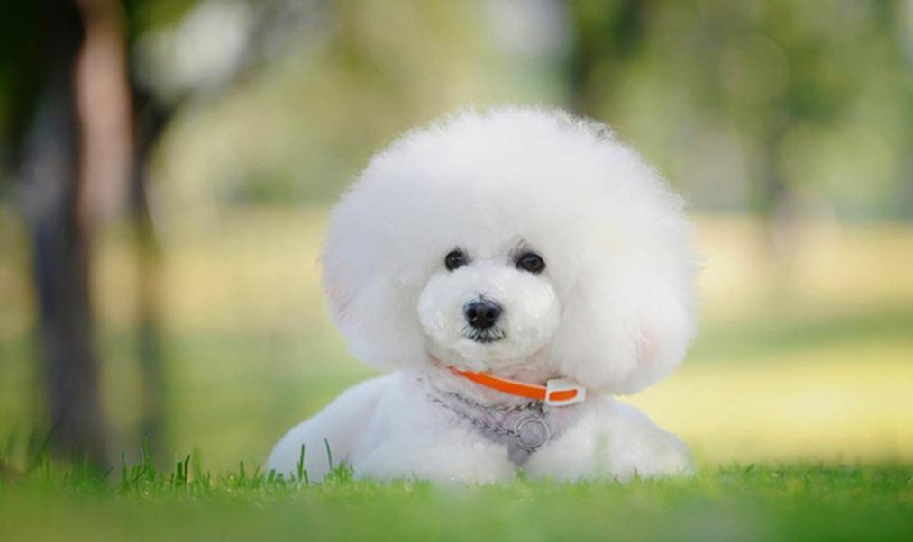 比熊是一点毛不掉吗,比熊掉毛是有皮肤病吗