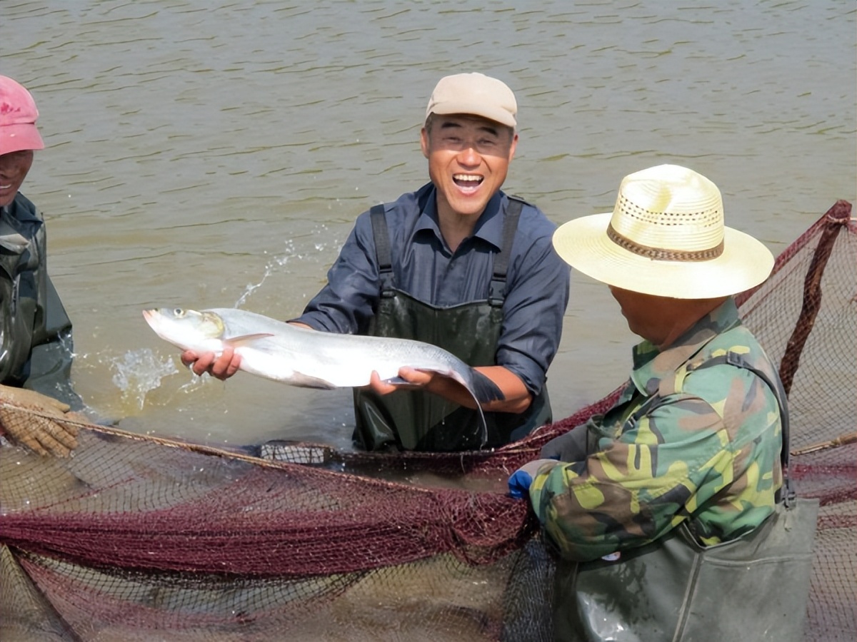 黑龙江兴凯湖大白鱼,兴凯湖特产大白鱼