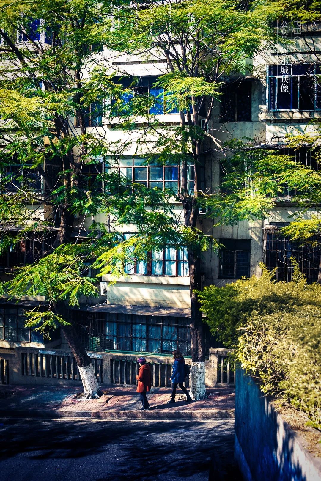 攀枝花是一种什么花,什么是攀枝花铁树