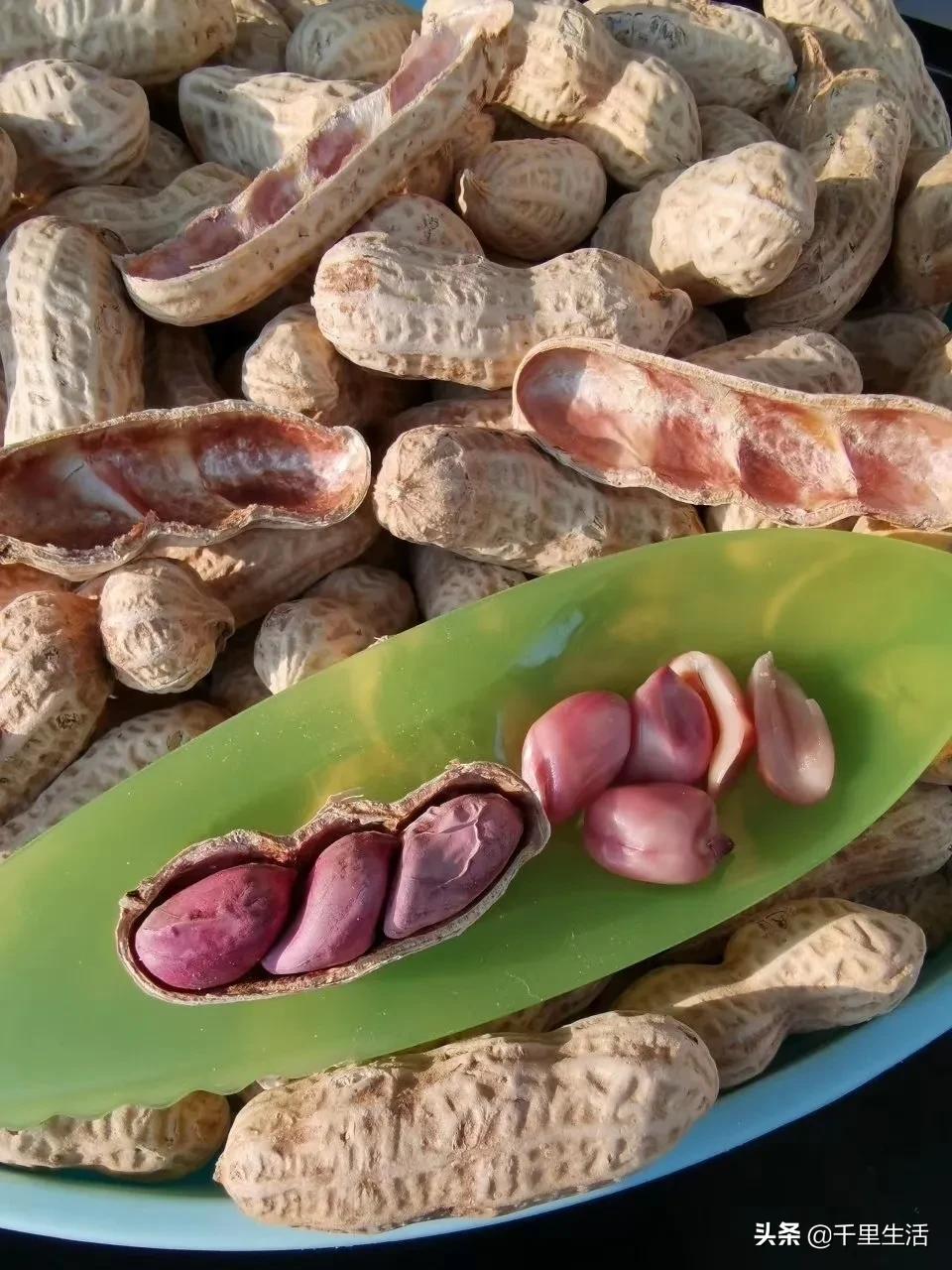 龙岩湿烤花生，龙岩人订婚时的必备“信物”，让人吃得不肯罢手