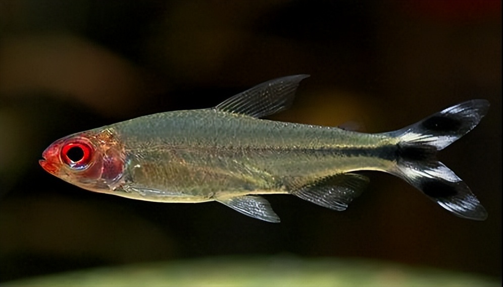红鼻剪刀鱼容易养活吗,红鼻剪刀鱼越养越少