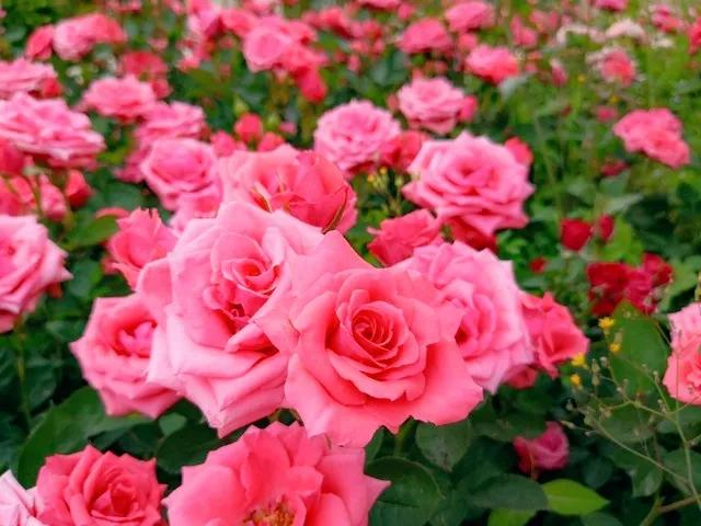 我爱月季花完整版,我爱月季花300字作文