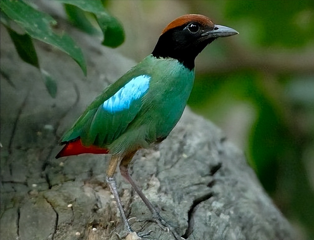 鸟儿大全高清图,高清珍稀鸟动态图片大全