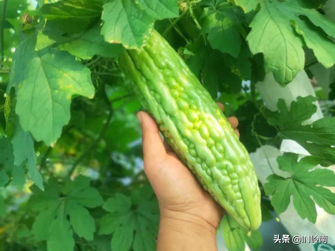 音乐潮玩市集白云公园站,潮玩街区音乐集市仁寿