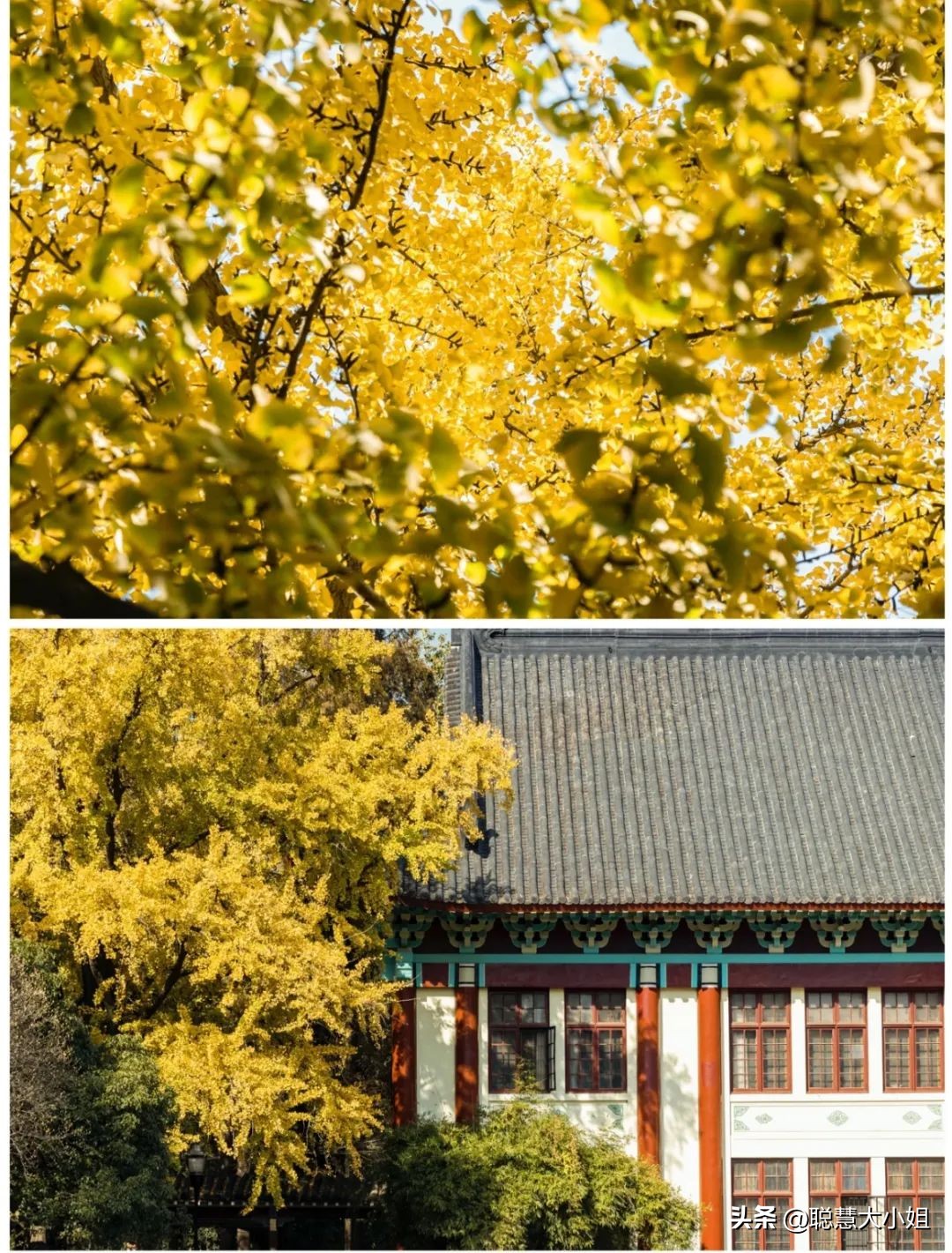 南京赏秋枫叶,南京秋天赏枫叶好去处