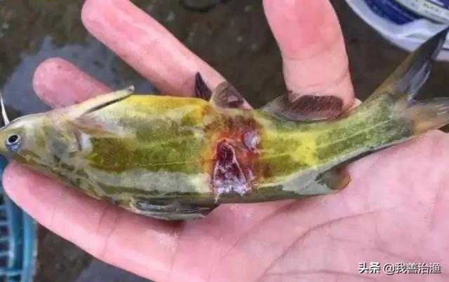 我善治渔待遇怎么样,我善治渔产品怎么样