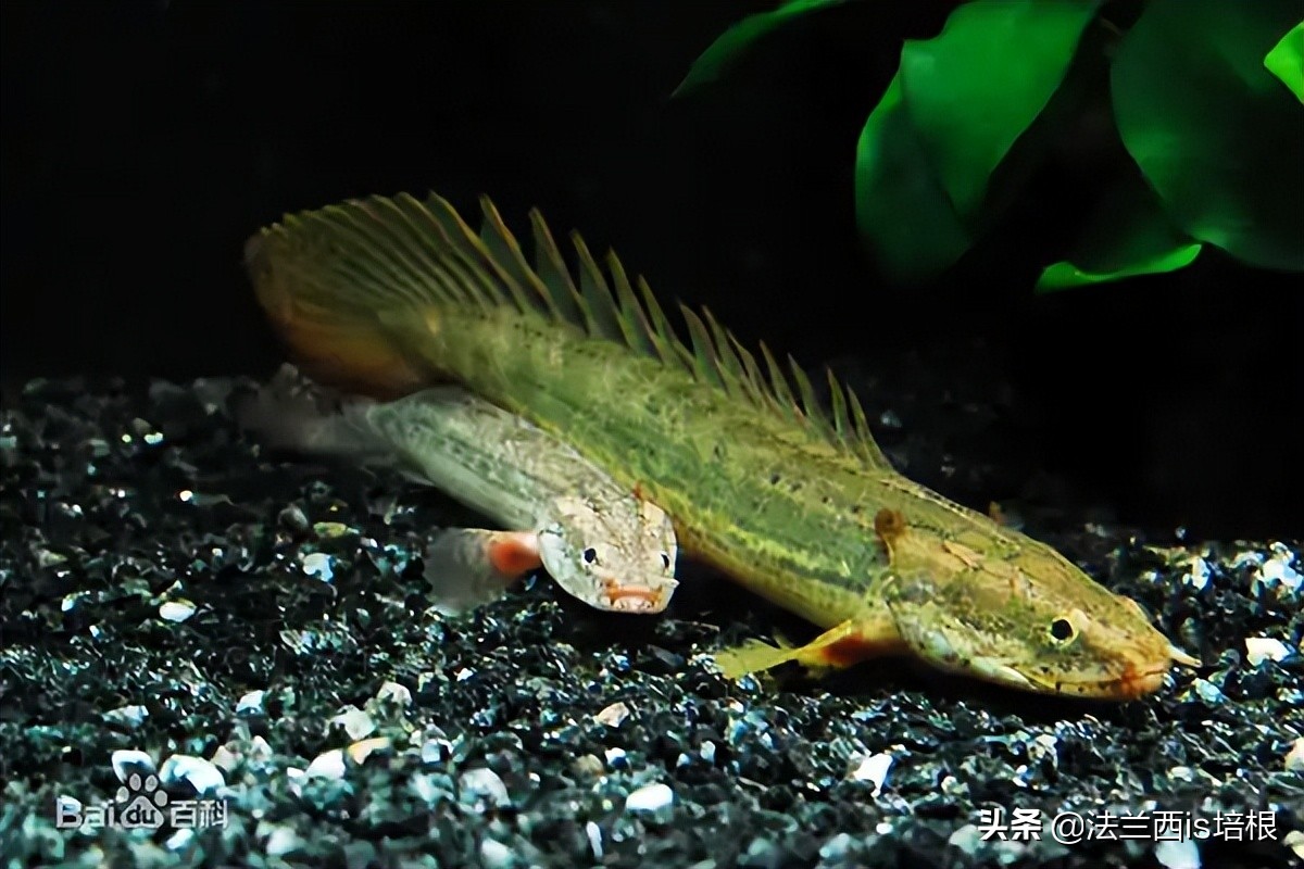 打呵欠为什么鼓膜会膨胀？科学家首次找到证据，解锁人类祖先是鱼