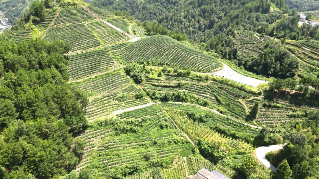 重庆市开州区乡村振兴产业图片,重庆开州区乡村振兴文件