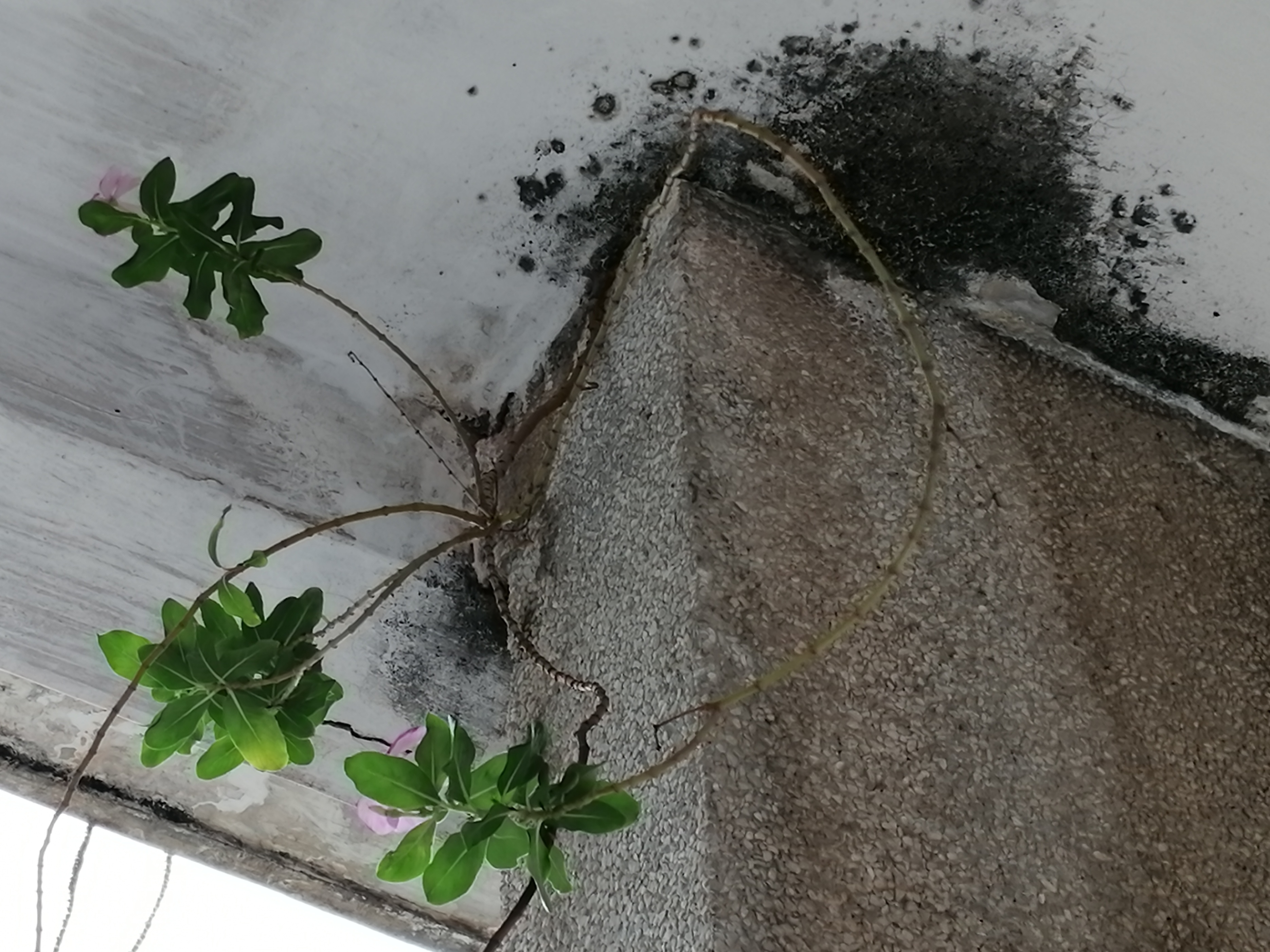 猪坚强能有多坚强,猪坚强我们凭什么不坚强